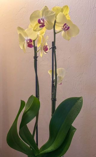 黄色兰花花卉植物