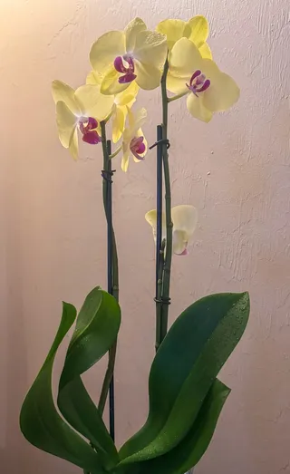 黄色兰花花卉植物