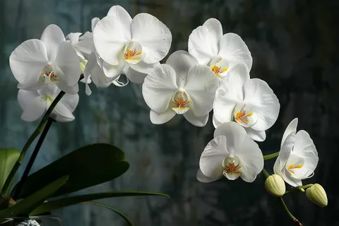 白色兰花摄影图 白色兰花摄影图