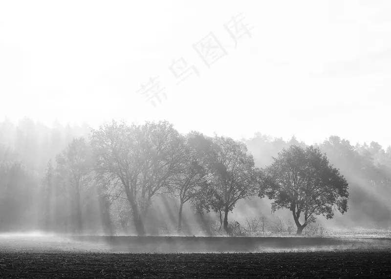 云雾森林图片