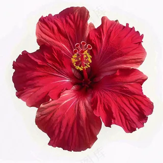 芙蓉花鲜花摄影图