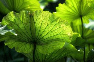 夏日荷叶阳光下遮阳绿意夏至立夏处暑摄影图