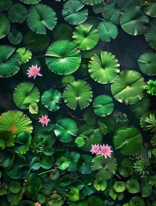 夏天池塘睡莲墨绿荷叶大暑处暑摄影图