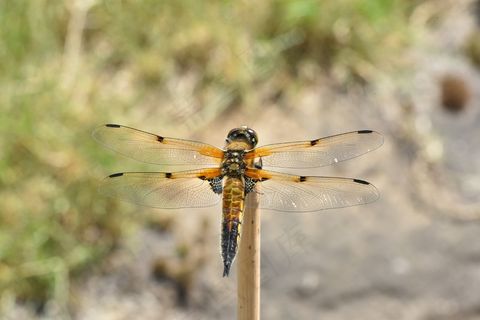 昆虫蜻蜓翅膀特写2