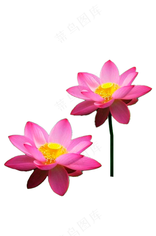 水红荷花-免抠