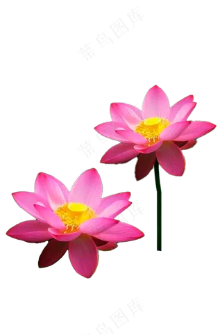 水红荷花-免抠