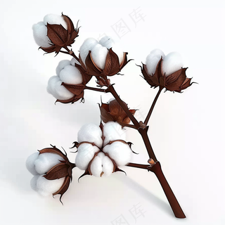 棉花成熟花束白色背景摄影图