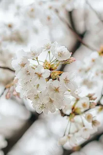 春日樱花花朵摄影图 春日樱花花朵摄影图