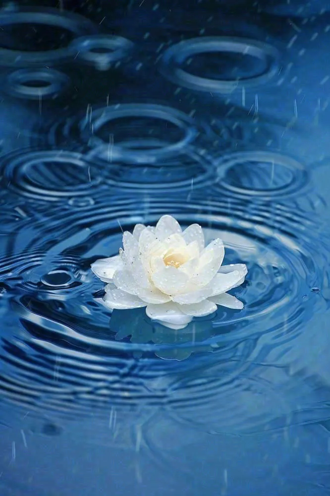 下雨天掉落在蓝色水面的白色花朵清新淡雅雨水处暑寒露摄影图(896x1344)