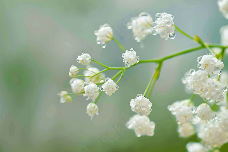 铃兰花植物花朵摄影图(4032x2688)