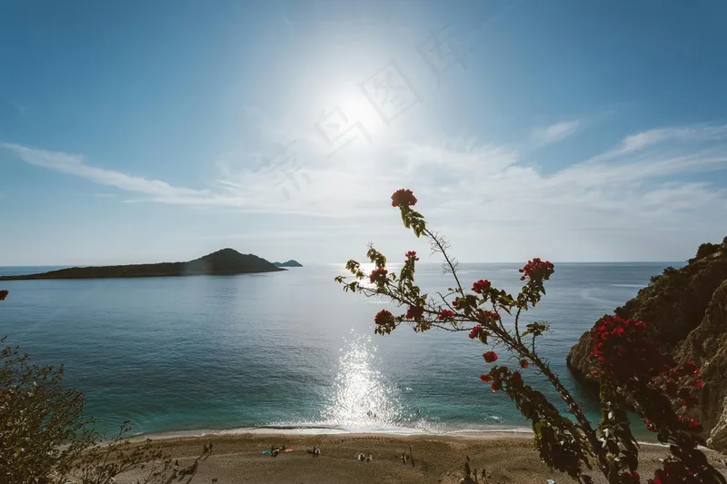 阳光照耀下的海滨花朵与宁静海岛