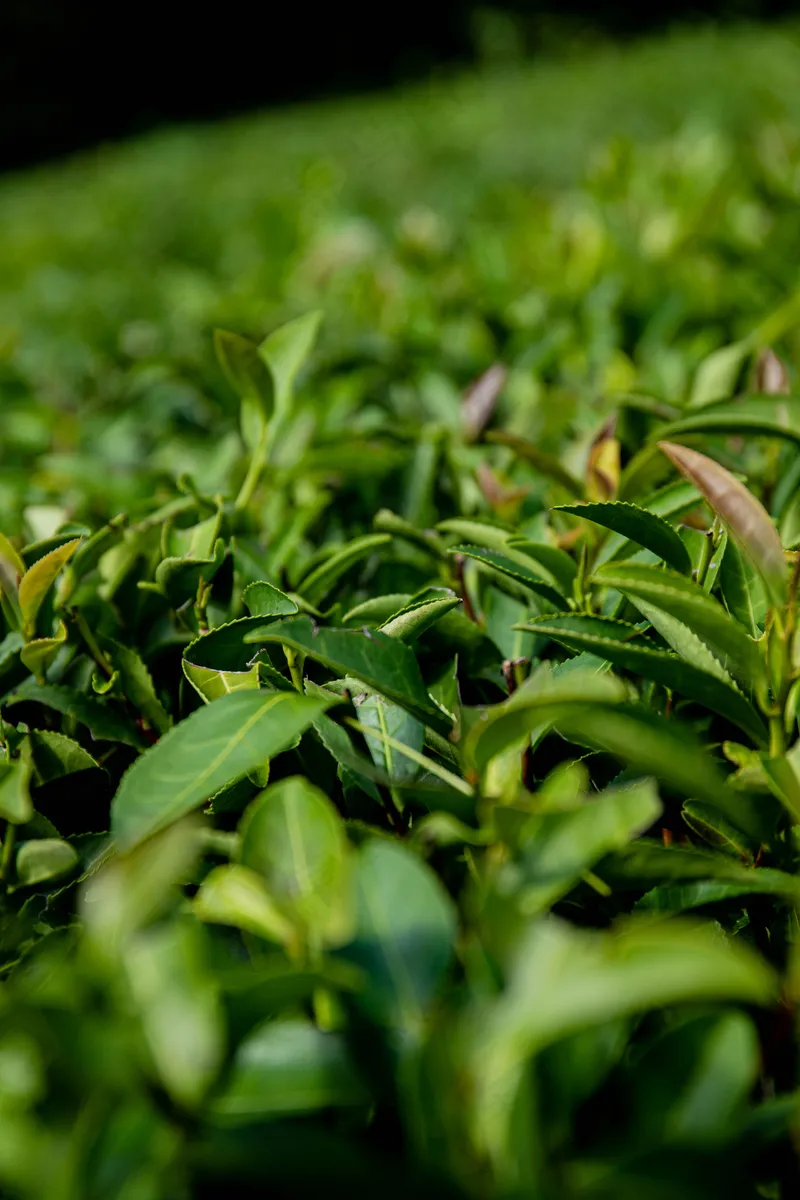 户外茶叶茶园