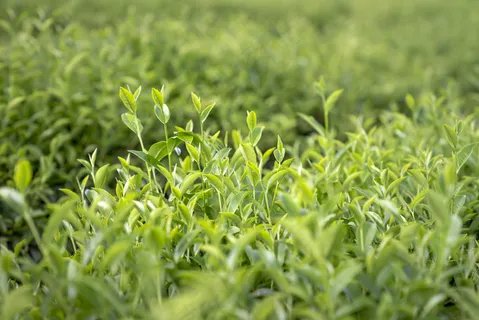 户外绿色茶园 户外绿色茶园