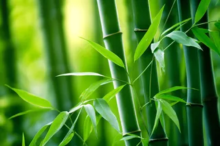 竹叶竹子绿意盎然摄影图