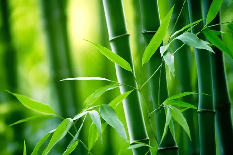 竹叶竹子绿意盎然摄影图 竹叶竹子绿意盎然摄影图