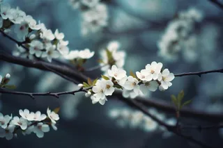 梨花李子花清冷背景摄影图