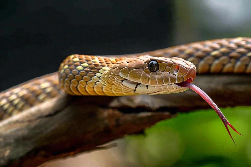 蛇盘踞在树枝上爬行动物摄影图(4032x2688)