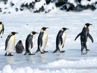 冰雪天地的企鹅寒冷动物摄影图
