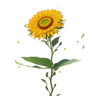 黄色向日葵免抠素材63