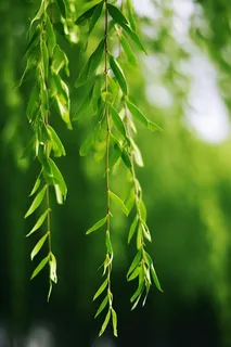 春天柳树新芽嫩芽绿色绿意摄影图 春天柳树新芽嫩芽绿色绿意摄影图