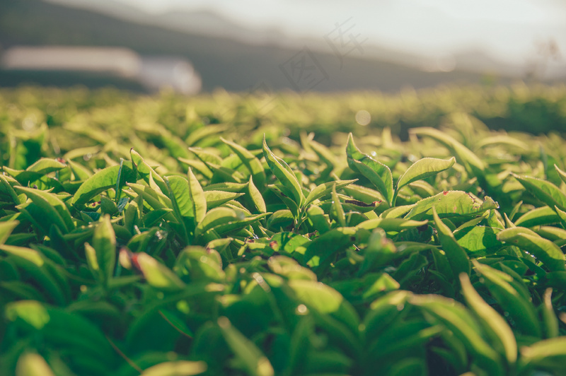 户外茶叶茶园