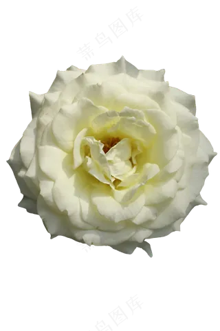 盛开的白色月季