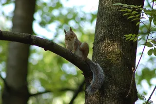 户外可爱松鼠动物