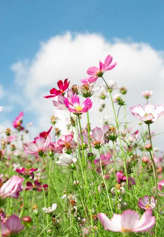 花园草地自然格桑花朵
