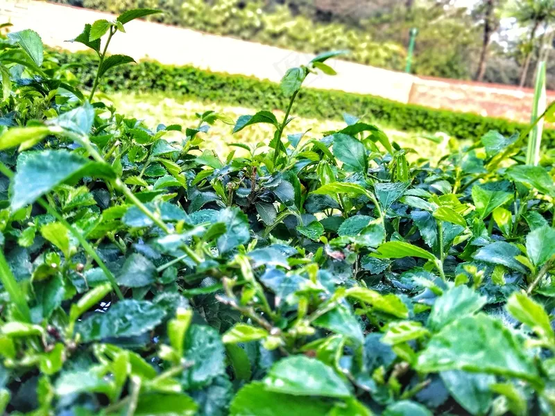 户外茶叶茶园