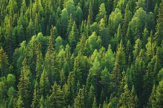 森林绿色茂密生长摄影图