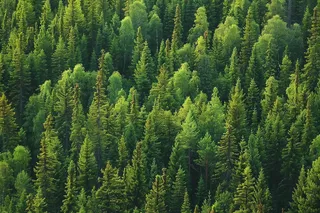 森林绿色茂密生长摄影图