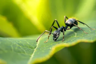 蚂蚁黑蚂蚁植物春天昆虫摄影图
