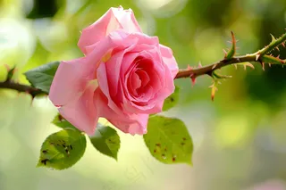 玫瑰花鲜花花朵摄影图