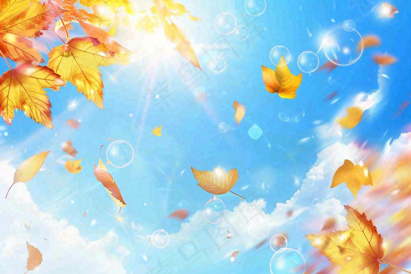 秋天黄色枫叶落叶蓝天白云刺眼阳光立秋秋分处暑背景