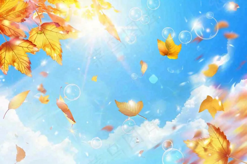 秋天黄色枫叶落叶蓝天白云刺眼阳光立秋秋分处暑背景(1344x896)