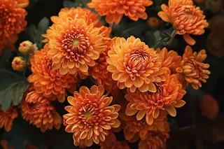 菊花色彩艳丽的菊花植物摄影图