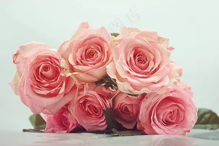 玫瑰花鲜花花朵摄影图