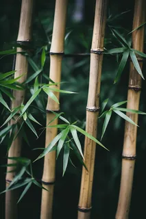 竹子竹叶干枯黄色的竹竿摄影图 竹子竹叶干枯黄色的竹竿摄影图