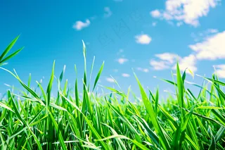 水稻禾苗小满芒种摄影图