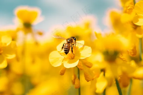 春天油菜花蜜蜂采蜜摄影图 春天油菜花蜜蜂采蜜摄影图