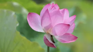 池塘紫色荷花风景