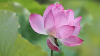 池塘紫色荷花风景