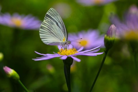 紫色浪漫，蝴蝶翩翩起舞