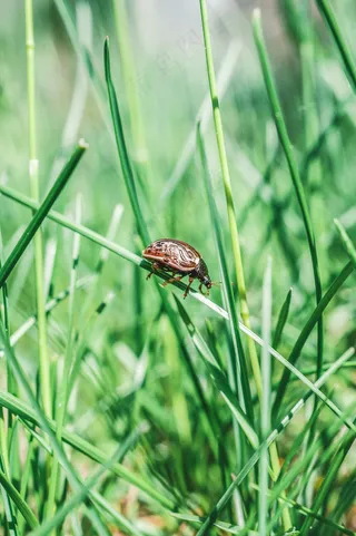 春季绿草中的小甲虫