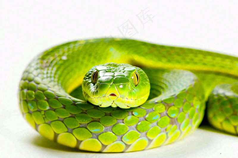 蛇在白色背景爬行动物摄影图