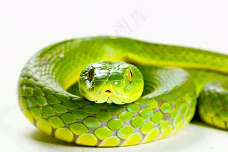 蛇在白色背景爬行动物摄影图