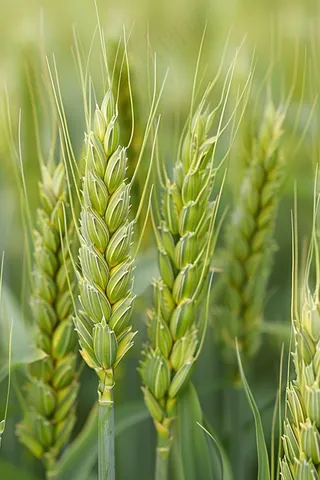 小麦绿色麦穗小满芒种粮食丰收摄影图