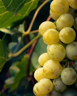 葡萄藤下的新鲜葡萄水果2