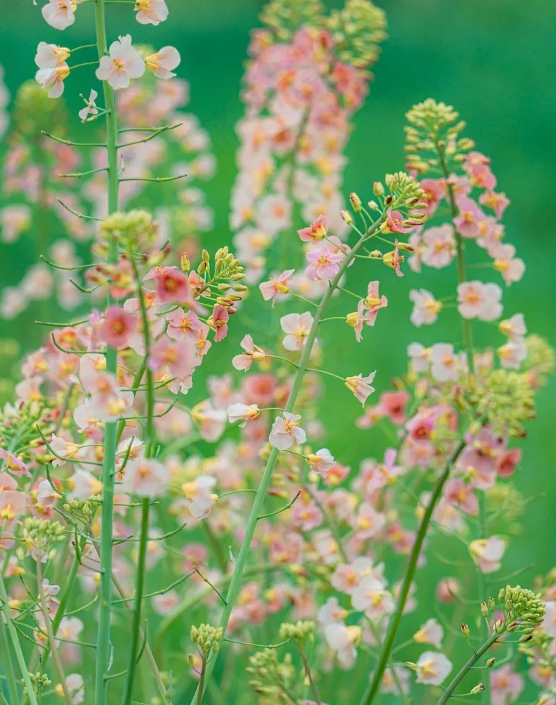 油菜花的季节来了4