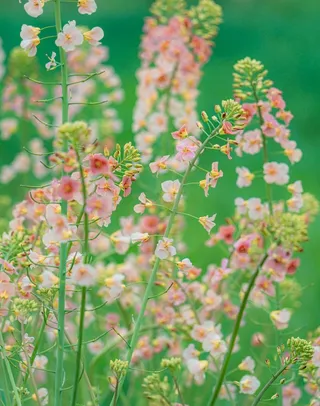 油菜花的季节来了4